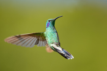 Mexican violetear (Colibri thalassinus) is a medium-sized, metallic green hummingbird species commonly found in forested areas from Mexico to Nicaragua.  © Milan