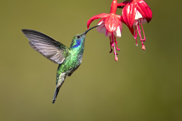 Mexican violetear (Colibri thalassinus) is a medium-sized, metallic green hummingbird species commonly found in forested areas from Mexico to Nicaragua.  © Milan