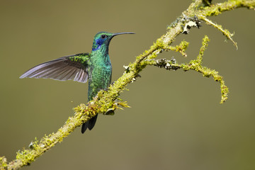 Mexican violetear (Colibri thalassinus) is a medium-sized, metallic green hummingbird species commonly found in forested areas from Mexico to Nicaragua. 