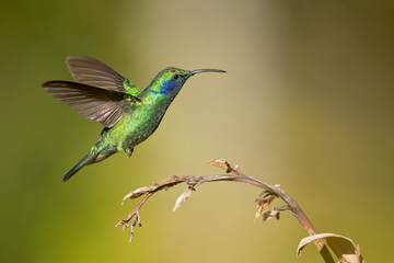 Mexican violetear (Colibri thalassinus) is a medium-sized, metallic green hummingbird species...