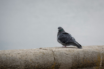 pigeon оn  of wall