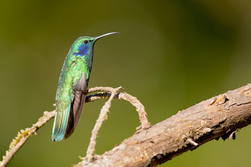 Fototapeta na wymiar Mexican violetear (Colibri thalassinus) is a medium-sized, metallic green hummingbird species commonly found in forested areas from Mexico to Nicaragua. 