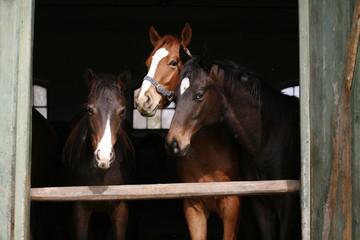 Thoroughbred young horses looking over wooden barn door in stable at ranch on sunny summer day