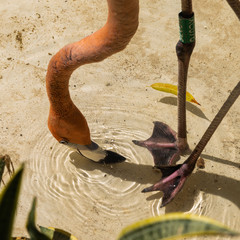 flamingo drinking 
