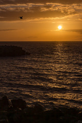 A lone Gull flies during sunset above the port of Costa Adeje, Tenerife, Spain