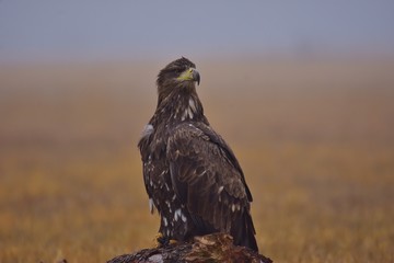 The juvenile white-tailed eagle (Haliaeetus albicilla) sitting on a meadow