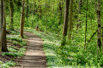 Path through a forest filled with wood anemone flowers