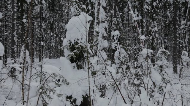 Russia. Saint-Petersburg. Zelenogorsk. Winter snow-covered forest, with huge snow caps on the trees.
