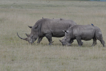 Fototapeta premium Rhinoceros in savannah