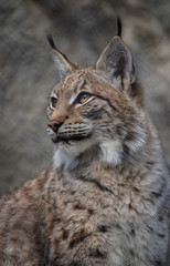 Naklejka na ściany i meble Baby lynx. Lynx live in dense forests, in the taiga, steppe and tundra. The lynx is perfectly able to climb trees and rocks, floats well.