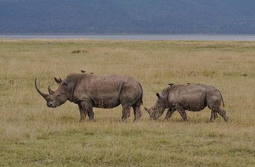 Rhinoceros in savannah