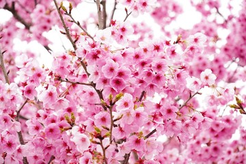 満開に咲く桜の花を本当に美しい