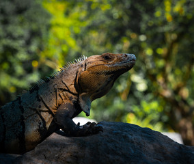 Fototapeta premium Iguana