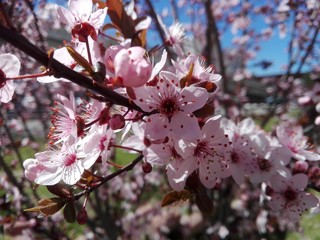 PLUM OPEN FLOWERS - ERİK DALI 2