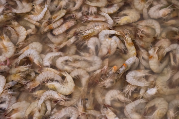 Close up of shrimps fresh chilled Ice cold Preserving Freshness at Fresh Market.