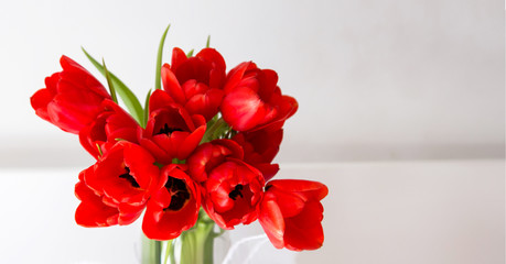 fresh red tulips bouquet detail with white background