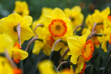 Flowers narcissus daffodil close-up in the Netherlands