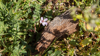 wild purple spring flower on trunk texture detail and green grass background