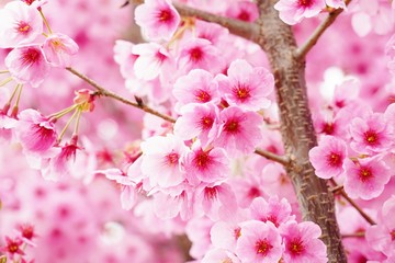 満開に咲く桜の花を本当に美しい