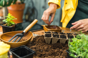 Fototapeta premium Planting in my home garden