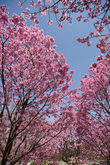 鶴見緑地　早咲きの桜