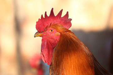 Portrait of brown rooster with red crest
