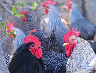 Two roosters and flock of hen