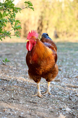 Brown rooster on the yard