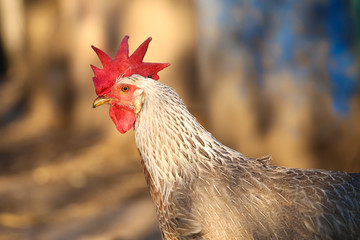 Portrait of gray white hen