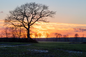 Sunset with freestanding tree in February, Lüneburg Heath, Northern Germany.