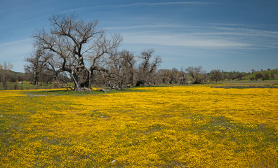 Fototapeta na wymiar Field of beautiful wild yellow flowers. After winter rain California`s hill are beginning to burst with color.