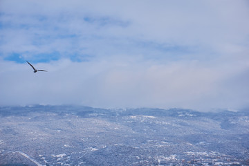 Seagull in lake Ohride