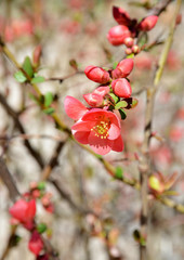 branch of a tree and flowers