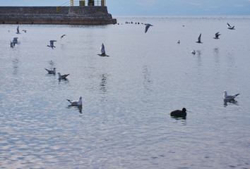 Seagull in lake Ohride