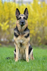 German Shepherd Dog on an Autumnal Background