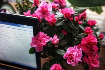Pink blooming home azalea next to a working computer