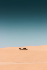 Fototapeta na wymiar Lonely dromedary among the sand dunes, minimalist photographic shot in the Sahara Desert, Morocco.
