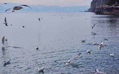 Seagull in lake Ohride