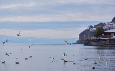Seagull in lake Ohride