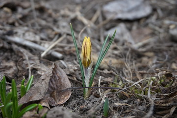 Early spring flower, yellow crocus grew among last year's foliage.