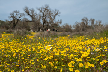 Field of yellow wildflowers. California Super Bloom season