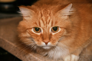 Close up portrait of cute long-haired red siberian cat with impressive look. Animal in our home. Indoors, copy space, blurred background, selective focus.