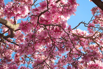 Low angle view of the blooming magnolia tree