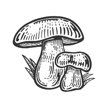 Porcini white edible sketch mushroom engraving vector illustration. Scratch board style imitation. Black and white hand drawn image.