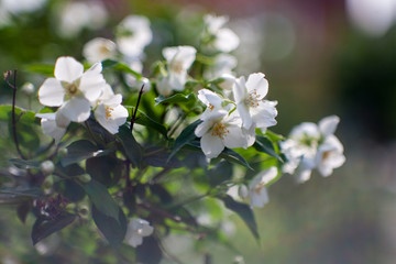 jasmine bush blossoming