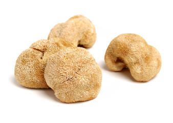 hericium erinaceus on white background
