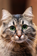 Close up portrait of cute long-haired siberian cat of tebby colour. Blur background, impressive cat look. Animal in our home. Indoors, copy space.