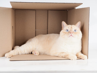 Ginger tomcat lying in the paper box, cardboard box with a cat on white background