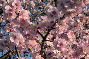 rosa blühender Mandelbaum in der Pfalz bei Gimmeldingen