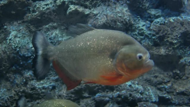 Red piranha in aquarium.